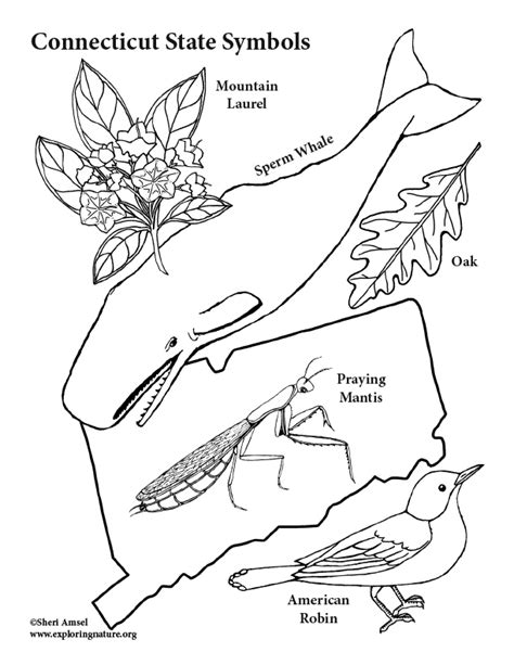 Connecticut State Symbols Coloring Page