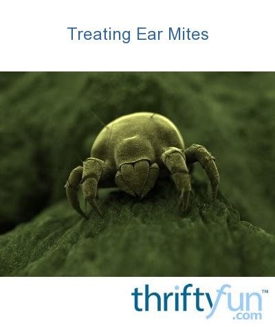 Treating Ear Mites | ThriftyFun