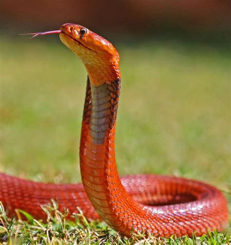 12 Beautiful Snakes You Will Love To Have As Pets. - Nairaland / General - Nigeria