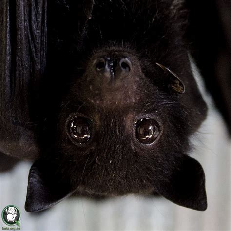 Black Flying Fox | Cool pictures, Cool photos, Perfect photo