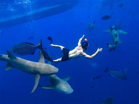 Oahu Shark Dive & Cage-Free Pelagic Swim Tour - Ocean Outfitters Hawaii tours, activities, fun ...