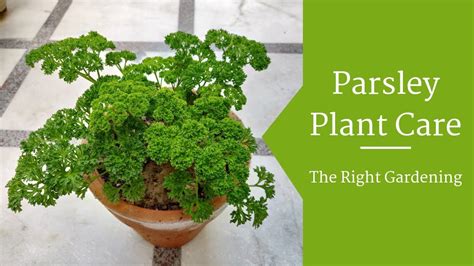 √完了しました！ parsley plant 314072-Parsley plants for sale