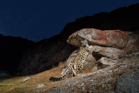 Himalaya snow leopards are finally coming into view