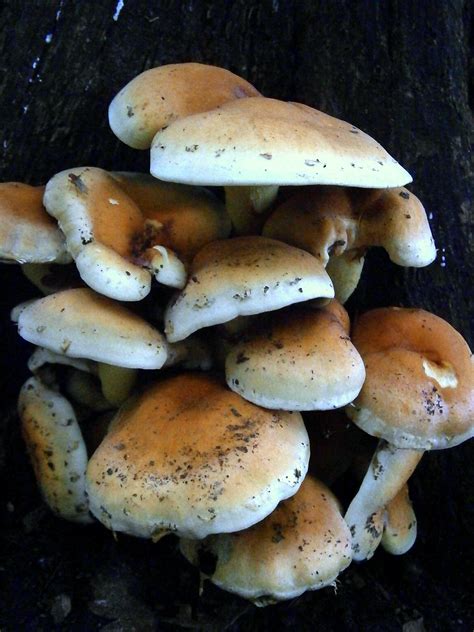 Edible Mushrooms Pictures