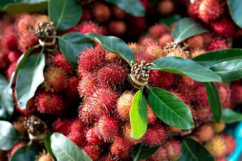 Lychee vs Rambutan – What’s The Difference? - Foods Guy