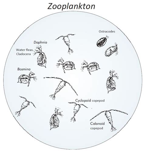 Freshwater Zooplankton Identification Guide