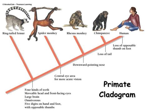 Primate Cladogram copyright cmassengale | Phylogenetic tree, Biology lesson plans, Life science ...