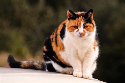 Fascinating Genetics of Calico Cats | LoveToKnow Pets