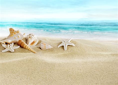 Seashells on the Beach Wallpaper - WallpaperSafari