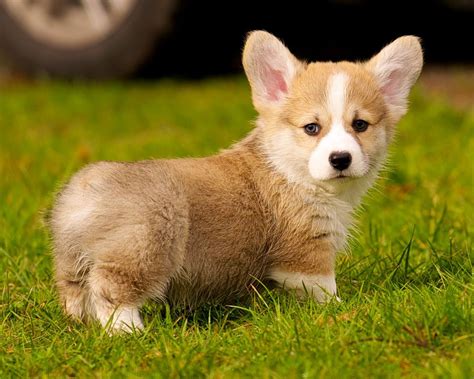 Corgi Puppies Wallpaper - WallpaperSafari