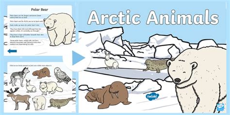 Winter Arctic Animals PowerPoint - North Pole (teacher made)