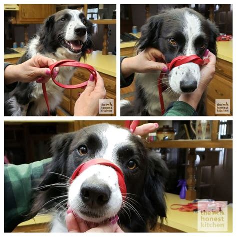 6 DIY Dog Muzzles: Make Your Own Muzzle!