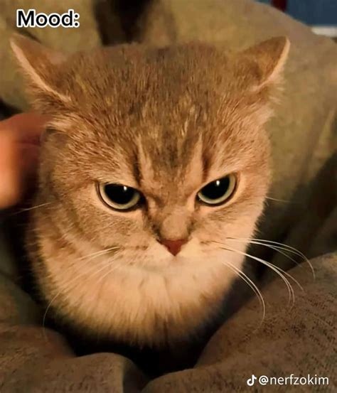 I keep seeing this angry cat meme, does anyone know what breed the cat ...