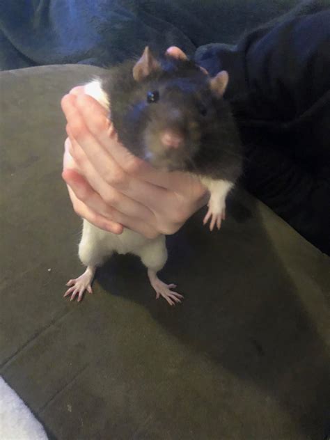 Goofy ahh JJ : r/RATS