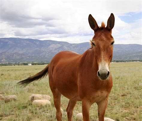 Sweet Americana Sweethearts: Donkeys, Burros, and Mules ~ Oh My!