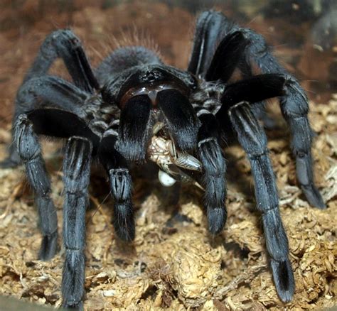 "Giant Spider Photo !" by gizmo1 | Spiders scary, Giant spider, Pet spider