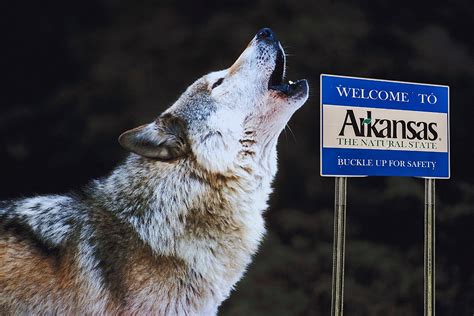 Is it Legal or Illegal to Own a Wolf Dog in Arkansas?