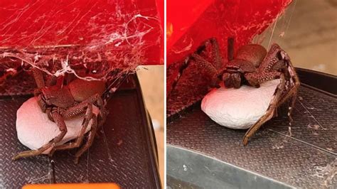 Mum discovers huge huntsman spider guarding 200 babies in son's toy truck - Heart