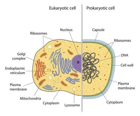 Prokaryotic Cell - Definition, Examples & Structure | Biology Dictionary