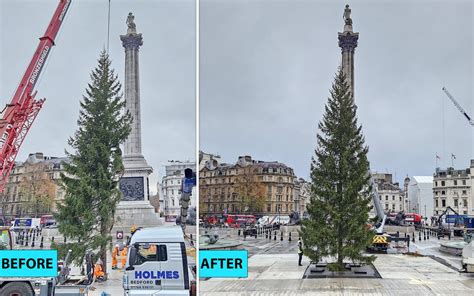 Trafalgar Square Christmas tree undergoes 'branch transplant' to spruce it up