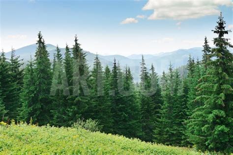 'Beautiful Pine Trees on Background High Mountains.' Photographic Print - Serg64 | Art.com ...