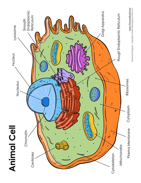 Animal Cell Labeled Diagram With Functions