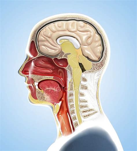 Digital illustration of human head anatomy in profile and cross section. — healthy, jaw - Stock ...