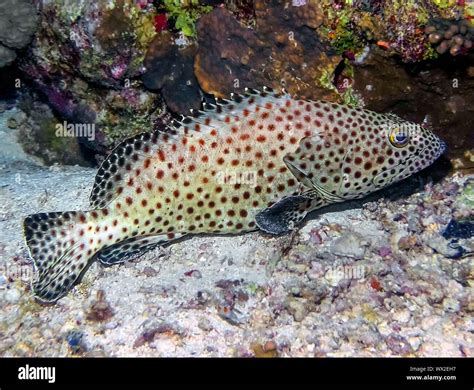 Greasy Grouper (Epinephelus tauvina Stock Photo - Alamy