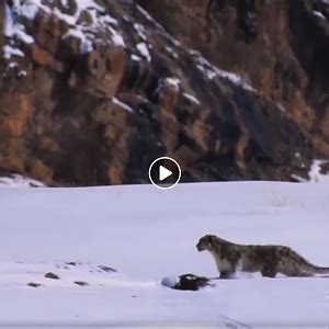 Snow Leopard Hunting | AfricaHunting.com