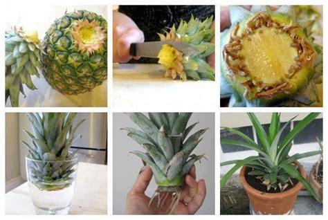 Pineapple propagation | Plants & Gardens | Pinterest