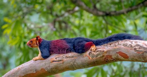 The Indian Giant Squirrel | Critter Science