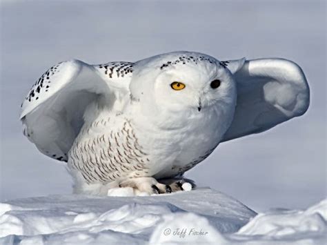 Ecobirder: Snowy Owl