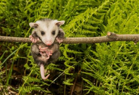 Are Opossums Tree Climbers? | Identification, Habitat, and Behavior ...