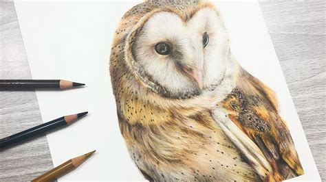 Barn Owl Pencil Drawing