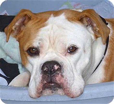 Clive | Adopted Dog | Carmel, NY | English Bulldog/Boxer Mix