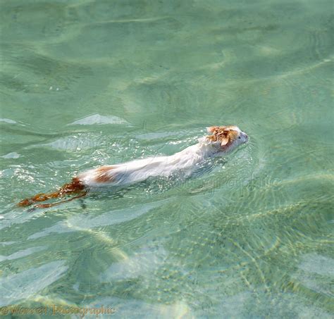 36+ Turkish Van Swimming - Furry Kittens