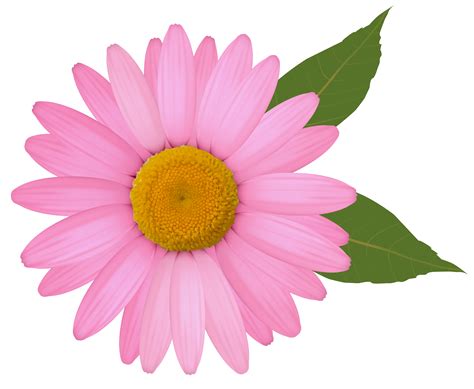 pink daisy flower clipart - Clip Art Library