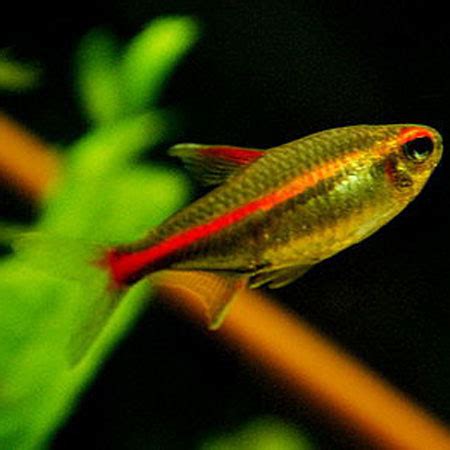 Glowlight Tetra Fish