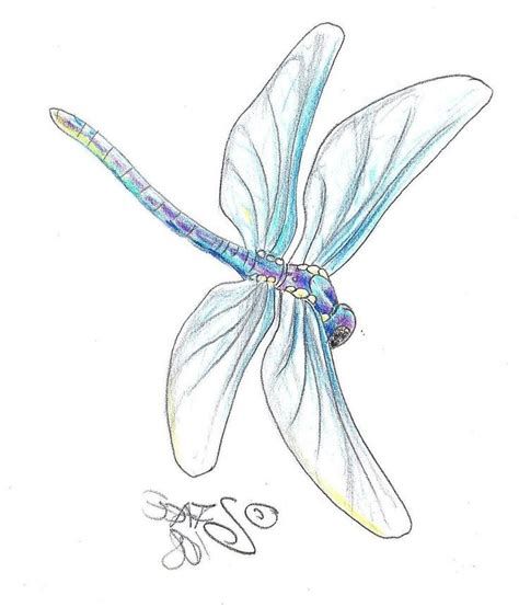 Dragonfly Pencil Drawing at GetDrawings | Free download