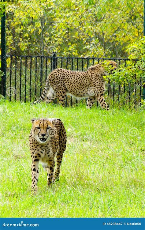 Cheetah, Friendly Animals at the Prague Zoo. Editorial Photography ...