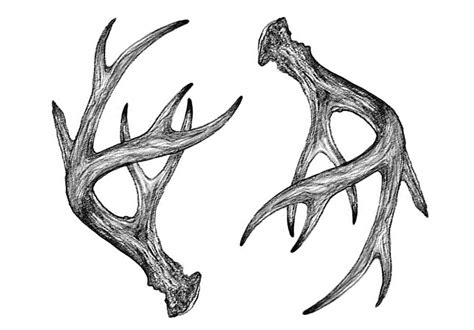 Single Elk Antler Drawing - Drawing.rjuuc.edu.np