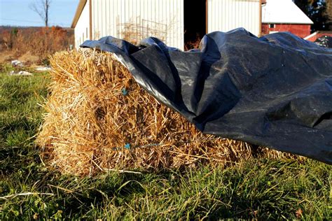 How to Start Straw Bale Gardening