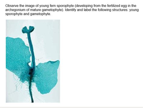 Solved Observe the image of young fern sporophyte | Chegg.com