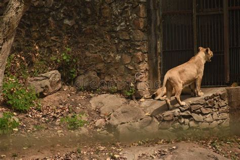 Lion at Assam State Zoo . Guwahati Assam Kaziranga Editorial Photo - Image of carnivore, plant ...