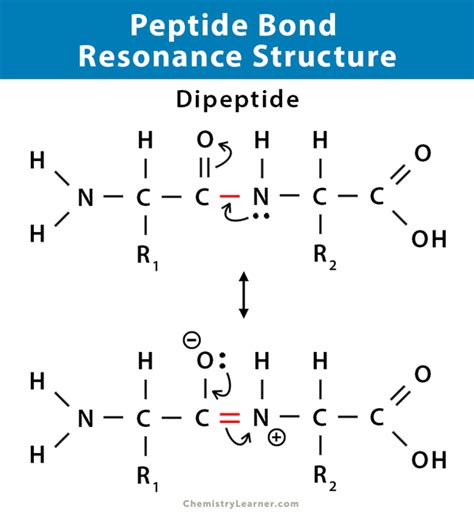 Peptide Bond: Definition, Structure, Mechanism, and Examples