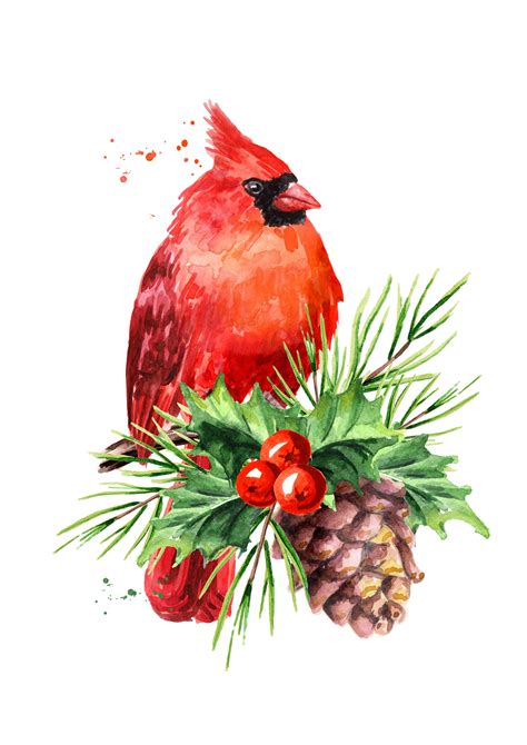 Cardinal bird. Symbol of Christmas (904121) | Illustrations | Design ...