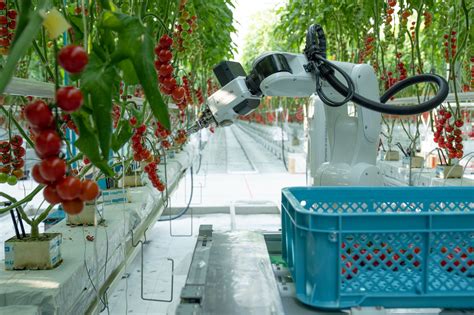 Multifunctional robot for tomato harvesting introduced - Vegetable Growers News