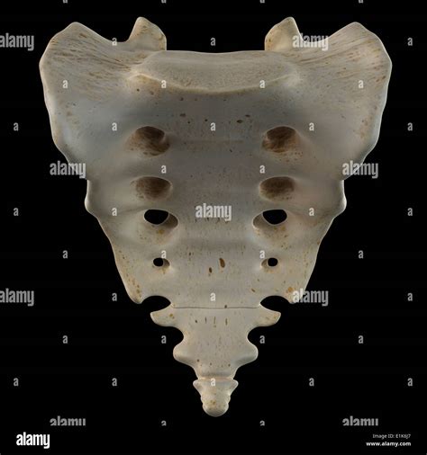 Sacrum Bone High Resolution Stock Photography and Images - Alamy