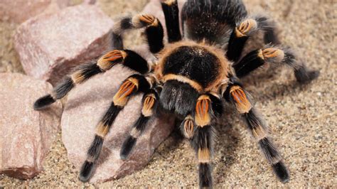 You Want a ‘Pet’ Spider? Reasons Not to Buy Tarantulas | PETA