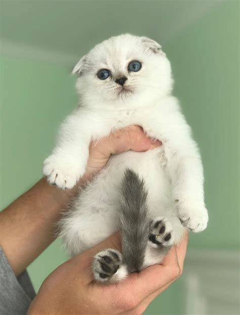 Scottish Fold Munchkin Cat For Sale - Cat's Blog